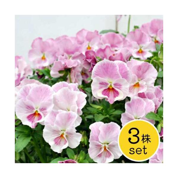 個人育種家の個性豊かな品種をさらに選抜を重ねてできた「花ろまん」のオリジナル品種。桃色を中心に、白っぽい色まで淡いピンク系の色幅を楽しめます。丸みを帯びたフリンジの花形が可愛らしいです。秋から晩春まで無数の花を咲かせます。■花径：4cm前後...