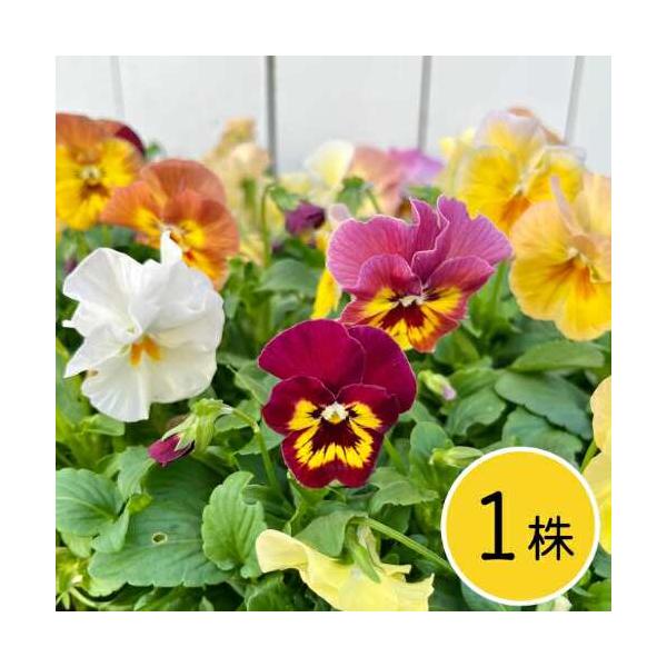 ビオラ 花ろまんシリーズ ミニマンゴー ポット苗 1個 パンジー すみれ
