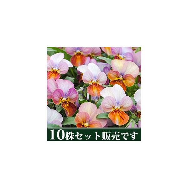 rI n[gJNe rbcn |bgc 10Zbg E Ei pW[ rI ݂ c 񂹐A