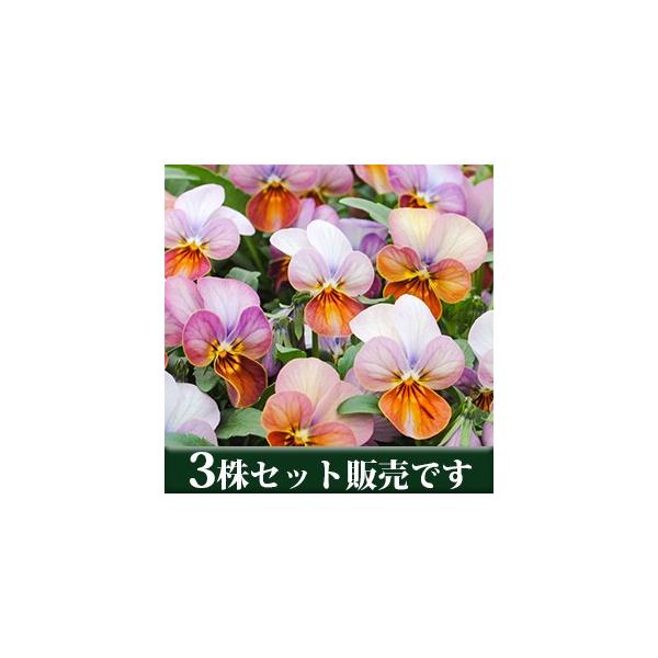 rI n[gJNe rbcn |bgc 3Zbg ݂ pW[ rI c CObVK[f 񂹐A