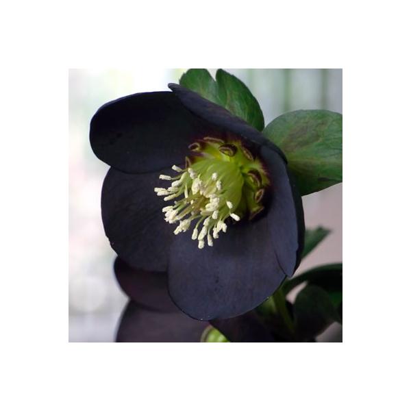 ~ṼNX}X[Y ubNp[ d炫E vARNV 9cm|bgc ~V M&amp;Bt[ NX}X[Y c