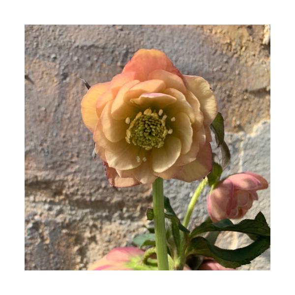 透明感のあるアプリコットの色の八重咲き中輪タイプです。花付きがよく、花茎が伸びるので切り花でもお楽しみいただけます。メリクロンによる増殖苗なので親の特徴を100%受け継ぎ花色、花形にばらつきが生じません。増殖の親には多くの株から強肩で優れた...