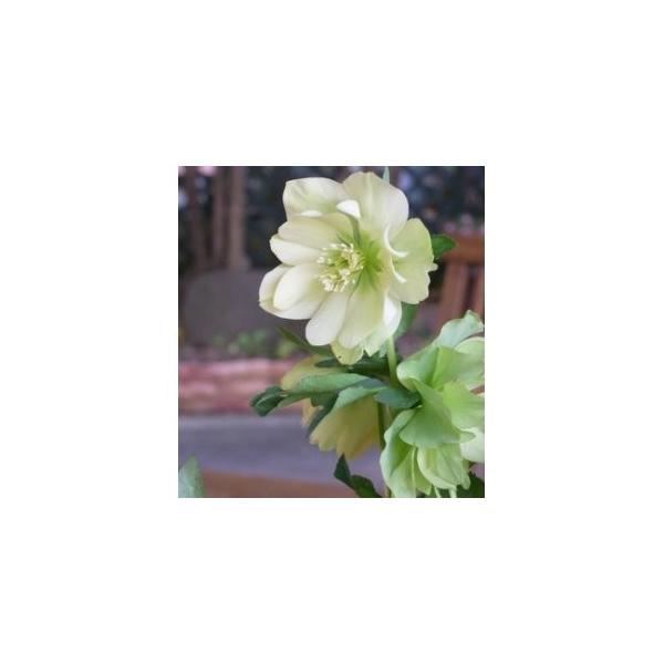 ~ṼNX}X[Y d炫E vARNV AWFG 9cm|bgc ~V M&amp;Bt[ NX}X[Y  c