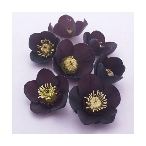 クリスマスローズ 開花予定株 DDブラック（広瀬）×DD極小輪ブラック（大木） クリスマスローズ 開花予定株 DDブラック（広瀬）×DD極小輪ブラック