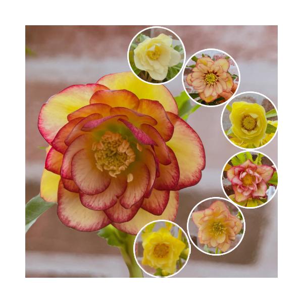 苗 クリスマスローズの人気商品 通販 価格比較 価格 Com