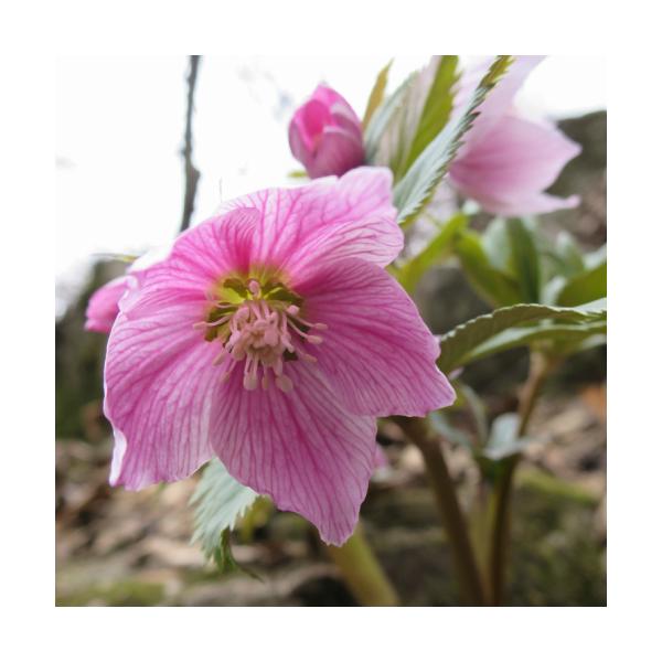 クリスマスローズ 花 苗 春 冬 ヘレボルス チベタヌス 鉢植え 2年生