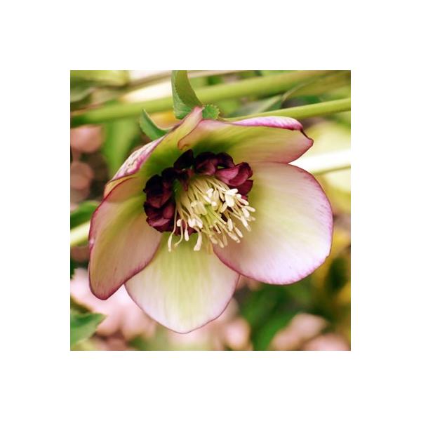 ~ṼNX}X[Y `F[VtH All炫E nCGhZNV 9cm|bgc ~V M&amp;Bt[ NX}X[Y 