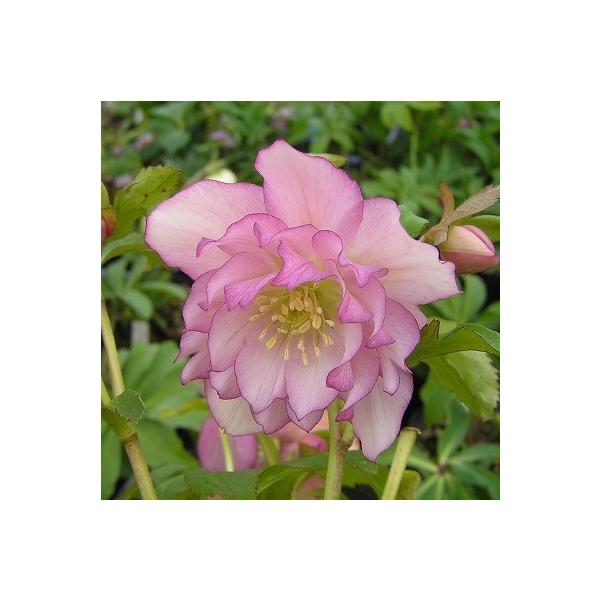 ~ṼNX}X[Y GKXtAsN d炫E nCGhZNV 9cm|bgc ~V M&amp;Bt[