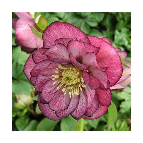 ~ṼNX}X[Y GKXO[v d炫E nCGhZNV 9cm|bg c ~V M&amp;Bt[ NX}X[Y c