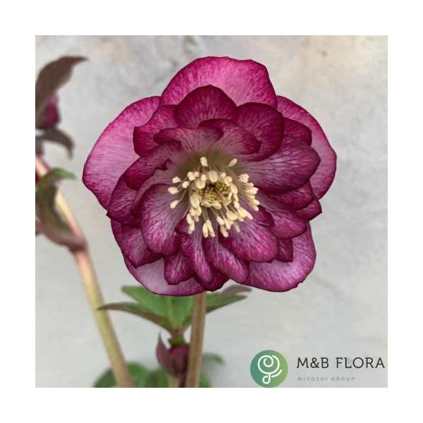 赤みがかった紫色の花弁が鮮やかなバイカラー咲き品種です。花付きが良いので、大株仕立てにすると見応えがあります。メリクロンによる増殖苗なので親の特徴を100%受け継ぎ花色、花形にばらつきが生じません。増殖の親には多くの株から強肩で優れた株を選...