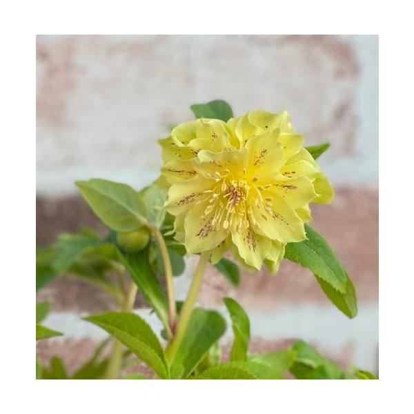 クリスマス ローズ 苗の人気商品 通販 価格比較 価格 Com