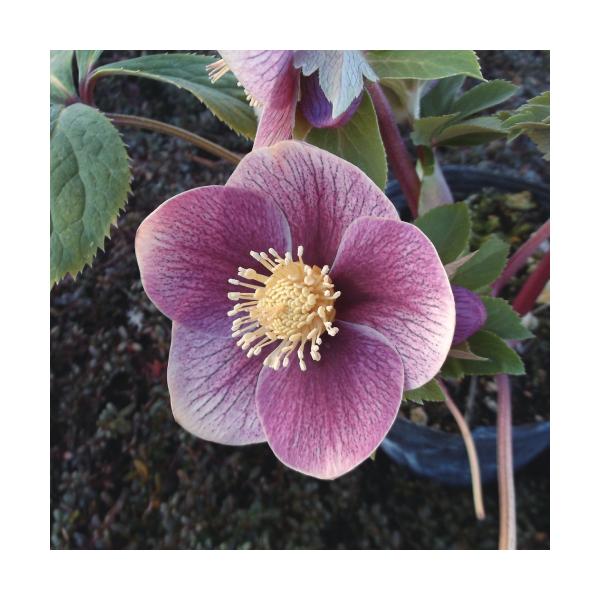 ~ṼNX}X[Y v ~Xg d炫E nCGhZNV 9cm|bg c ~V M&amp;Bt[ NX}X[Y c