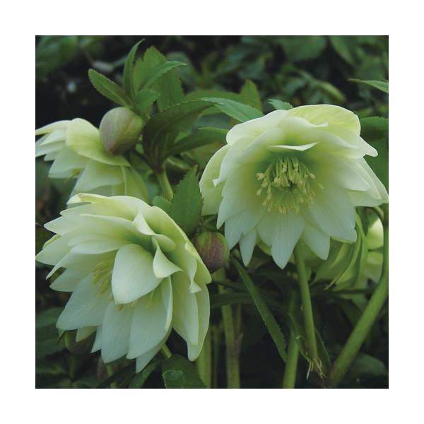 ~ṼNX}X[Y v`h[  d炫ԐE nCGhZNV 9cm|bg c ~V M&amp;Bt[ NX}X[Y