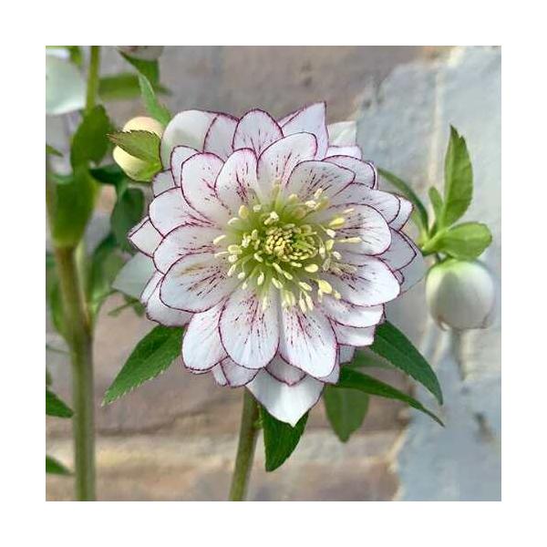 ミヨシのクリスマスローズ しずく小鞠 八重咲き・中小輪 ハイエンド