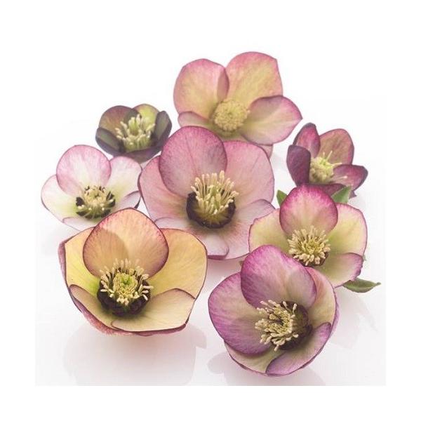 NX}X[Y cd炫oCJ[nVO 9cm|bgc i[Z[EIc