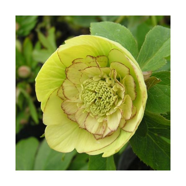 ~ṼNX}X[Y CG[I[PXg Z~_u炫E nCGhZNV 9cm|bgc ~V M&amp;Bt[