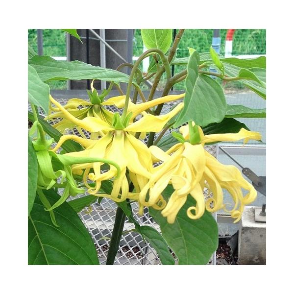 イランイラン 7号鉢 乾燥防止のバークチップ付 Buyee Buyee Japanese Proxy Service Buy From Japan Bot Online