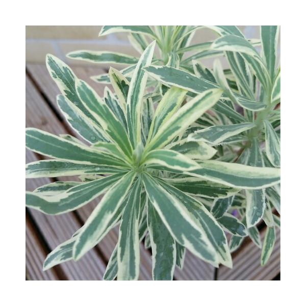 [tHrAJ[[t  c Vo[X 1 tF̕ωy߂܂  ϊh CObVK[f