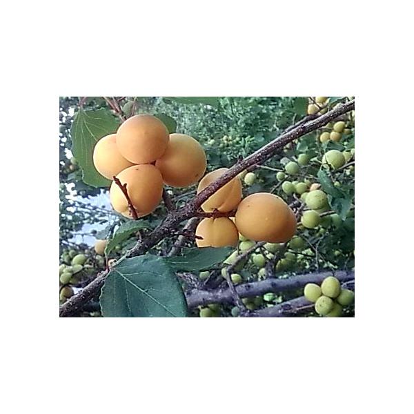 AY c  ʎ   a 4.5 13.5cm |bg t