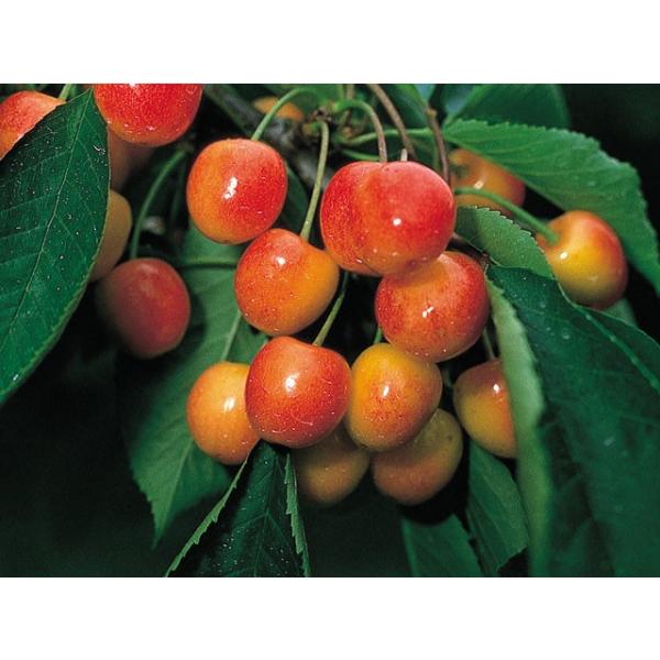  ʎ c m TN{ i|I 4.5 13.5cm |bg t v^[ A