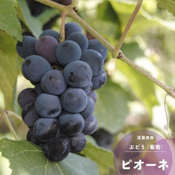 hanamankai_n14-grape-pio