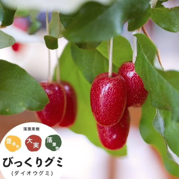 グミの木 みんな探してる人気モノ グミの木