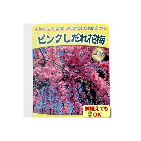 花ウメ 苗木 しだれ梅 春 鉢植え ピンク 枝垂れ 4.5号 直径13.5cm ポット 家庭樹