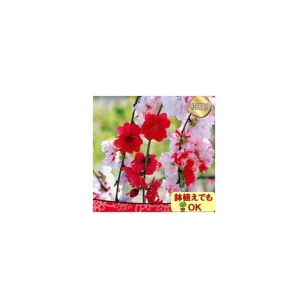 植木 盆栽 源平しだれ桃の人気商品 通販 価格比較 価格 Com