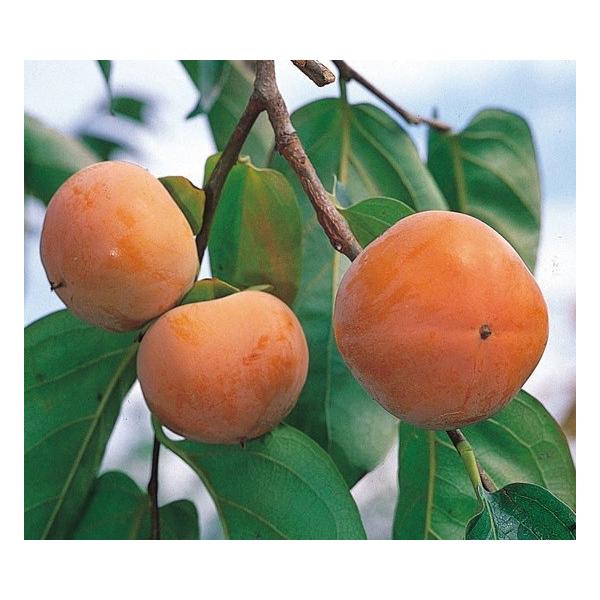 ʎcESÊ` xL 1Nȏc 4.5(a13.5cm)|bg