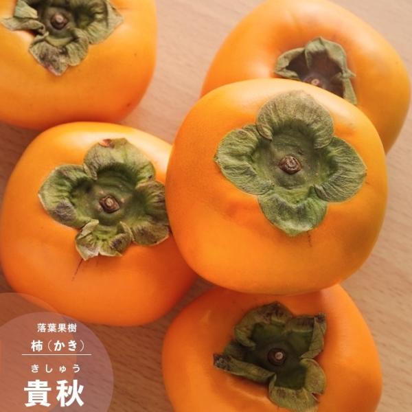 ʎc JL c Ê` MH (イ) PVP 1N ڂ 4.5 (a13.5cm) |bgc ʎc t 