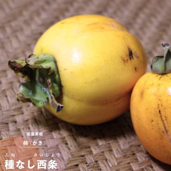 ʎc JL c a` Ȃ 1N ڂ 4.5 (a13.5cm) |bgc ʎc t  ` c