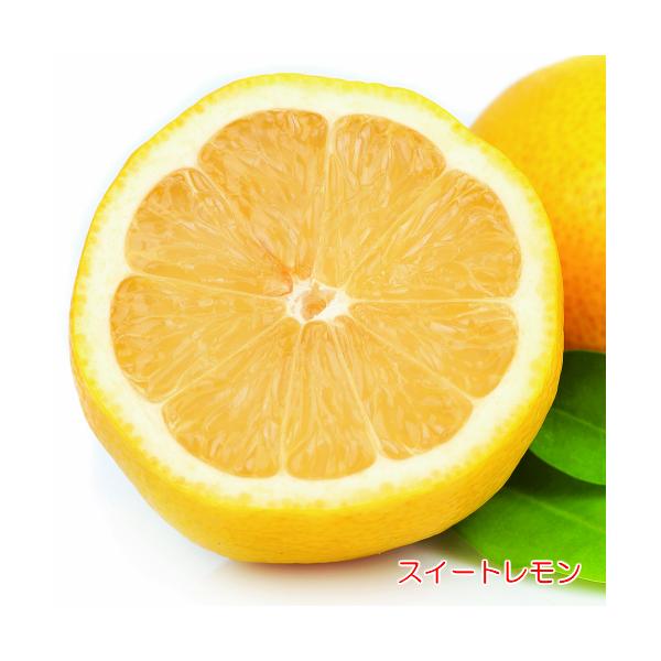 XC[g ʎ c 4.5 a13.5cm |bg Ύ kn A