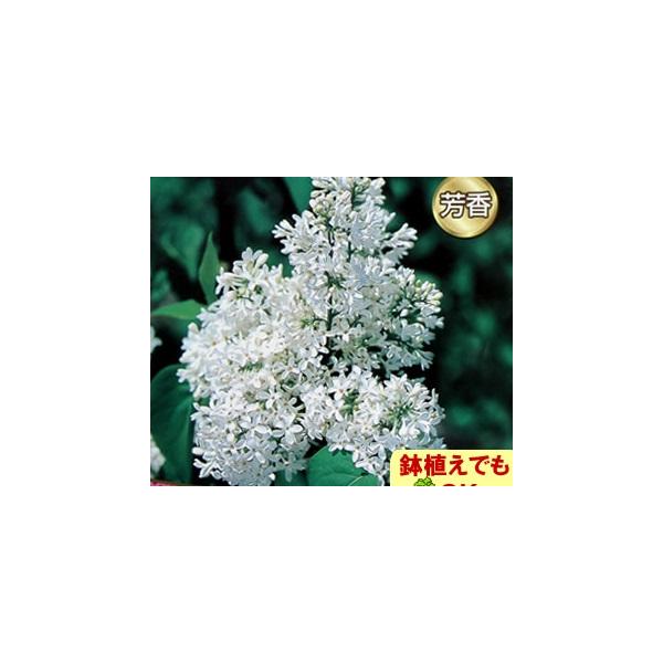 家庭樹 落葉高木 ライラック 白花 4.5号(直径13.5cm)ポット苗 : イング