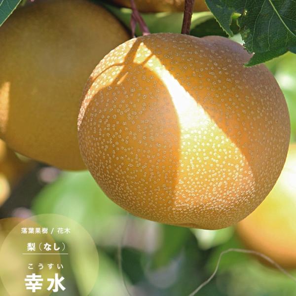 ʎc Ȃ c a K 4.5(13.5cm) |bgc ʎc iV t