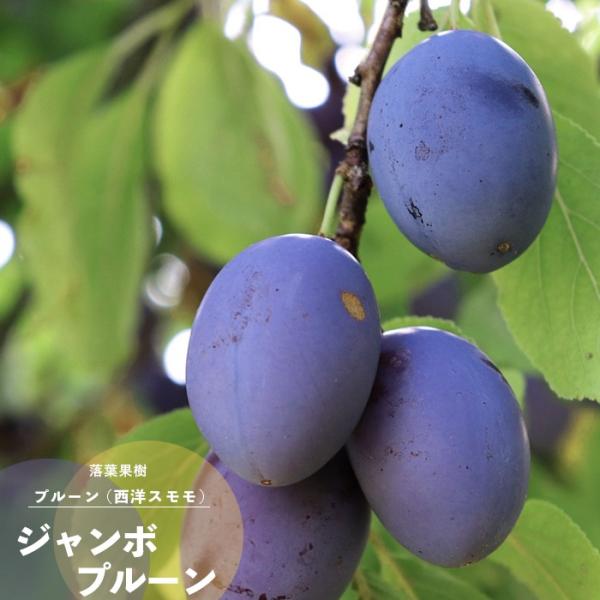 果樹 苗木 夏 プルーン ジャンボ 1年生 接木 4 5号 直径13 5cm ポット 落葉樹 セイヨウスモモ 鉢植え N14 Prune Jumbo イングの森 花 苗 育て方 通販 Yahoo ショッピング