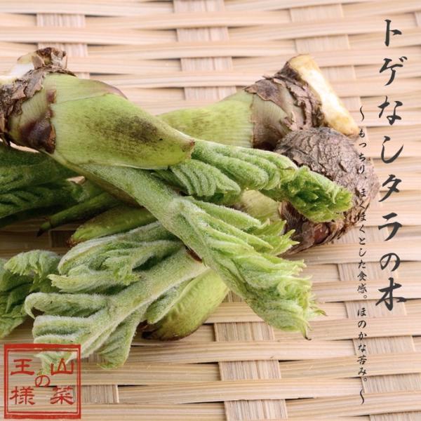 タラの木 トゲなし 苗木 挿し木 たらの芽 果樹 家庭樹 4 5号ポット 落葉樹 山菜 N14 Togenashitaraw イングの森 花 苗 育て方 通販 Yahoo ショッピング