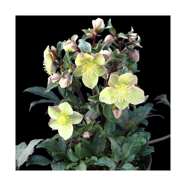 完全生産者限定品 クリスマスローズ ゲス guess 花 苗 鉢植え 5号