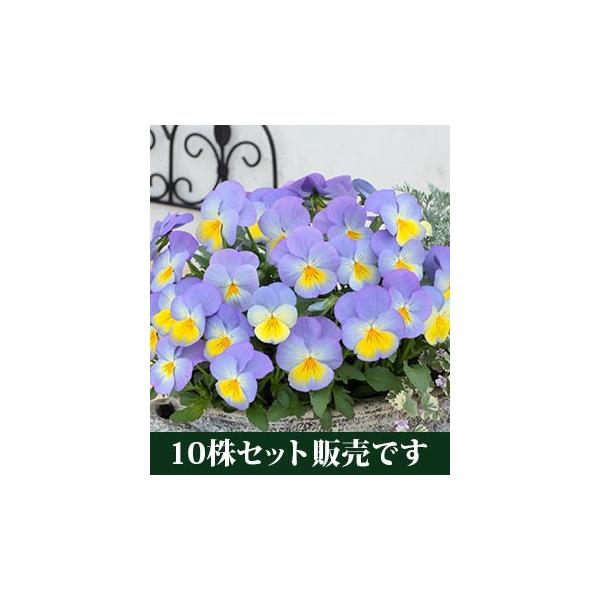 pW[ tHVerQ |bgc 10Zbg E Ei pW[ rI ݂ c 񂹐A