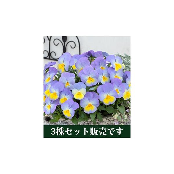 pW[ tHVerQ |bgc 3Zbg pW[ rI ݂ c 񂹐A