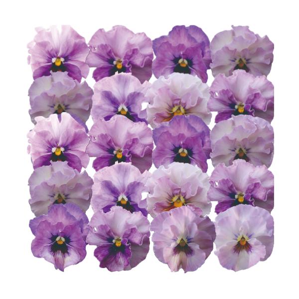 pW[ pW[@܂邵[ ֌ntpW[@lat[ |bgc@3Zbg pW[ rI c CObVK[f 񂹐A