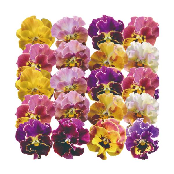 ビオラ 花 苗の人気商品 通販 価格比較 価格 Com