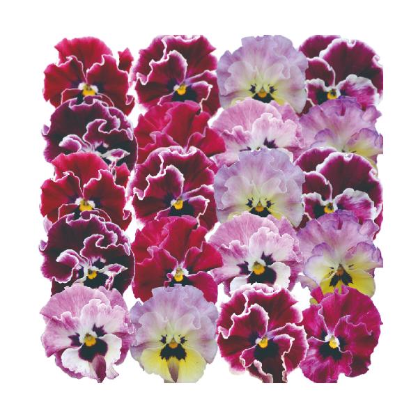 pW[ pW[ 񂾁[[ ֌ntpW[ lat[ |bgc 10Zbg pW[ rI CObVK[f 񂹐A