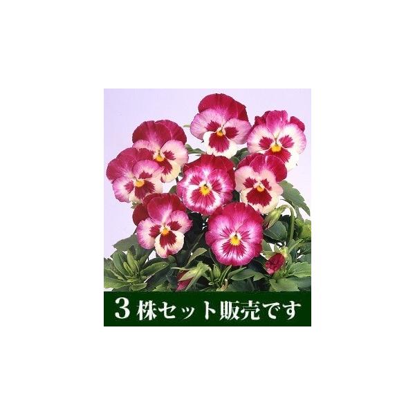 pW[ q j[Nn |bgc 3Zbg pW[ rI ݂ c 񂹐A