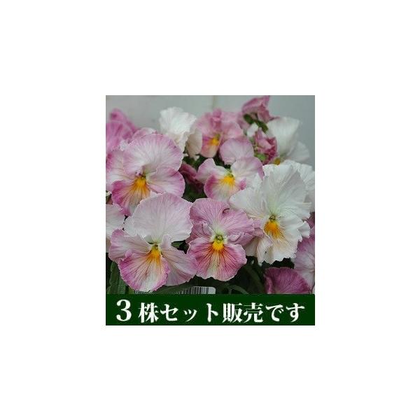 pW[  j[Nn |bgc 3Zbg ݂ pW[ rI c CObVK[f 񂹐A