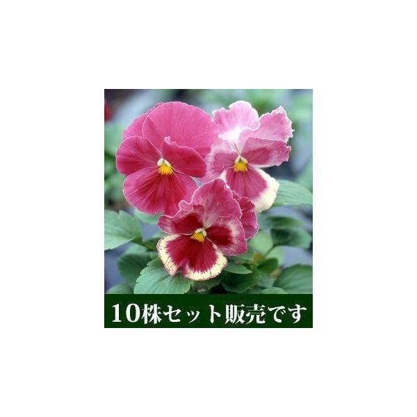 pW[ 炳VerQ. j[Nn |bgc 10Zbg E Ei pW[ rI ݂ c 񂹐A