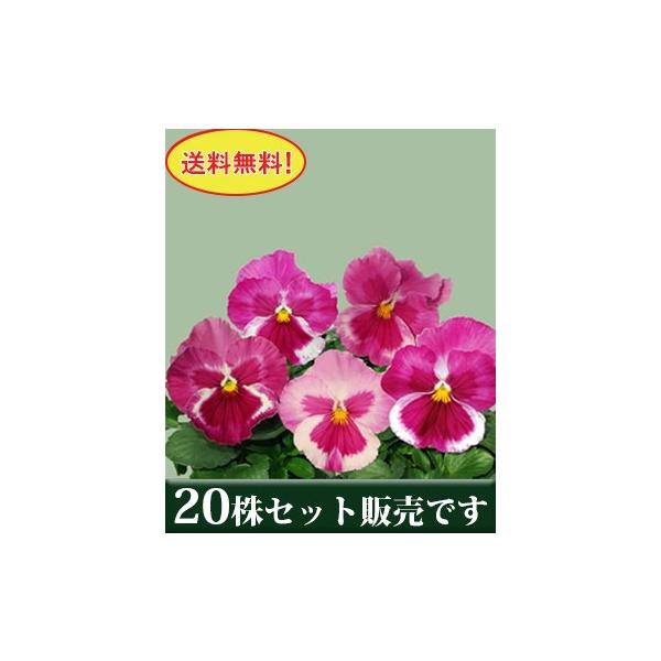 pW[ 炳VerQ. j[Nn |bgc 20Zbg  i ݂ pW[ rI c CObVK[f 񂹐A