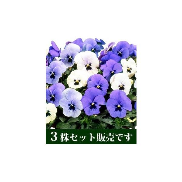 pW[rI IZu[ |bgc@3Zbg pW[ rI c CObVK[f 񂹐A