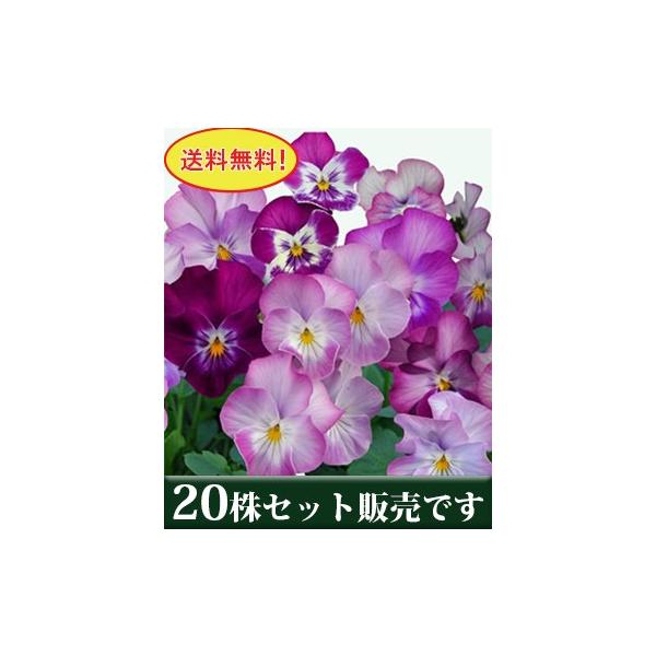 rI V[p[eB[ vXLeB[ |bgc 20Zbg  i pW[ rI ݂ c 񂹐A