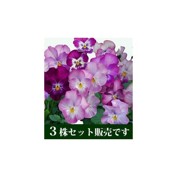 rI  c V[p[eB[ vXLeB[ |bgc 3Zbg ݂ pW[ rI c CObVK[f 񂹐A