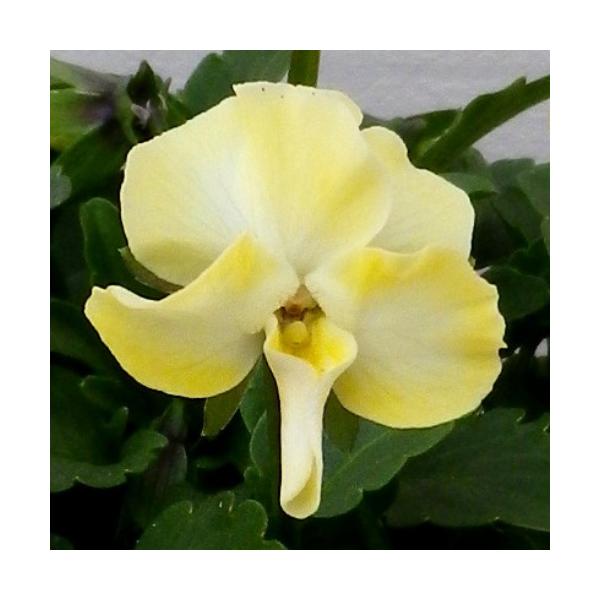 苗 パンジー ビオラの人気商品 通販 価格比較 価格 Com